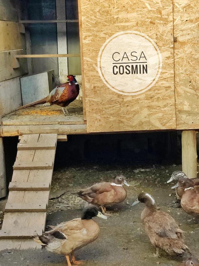 Casa Cosmin Cincu Hotell Eksteriør bilde
